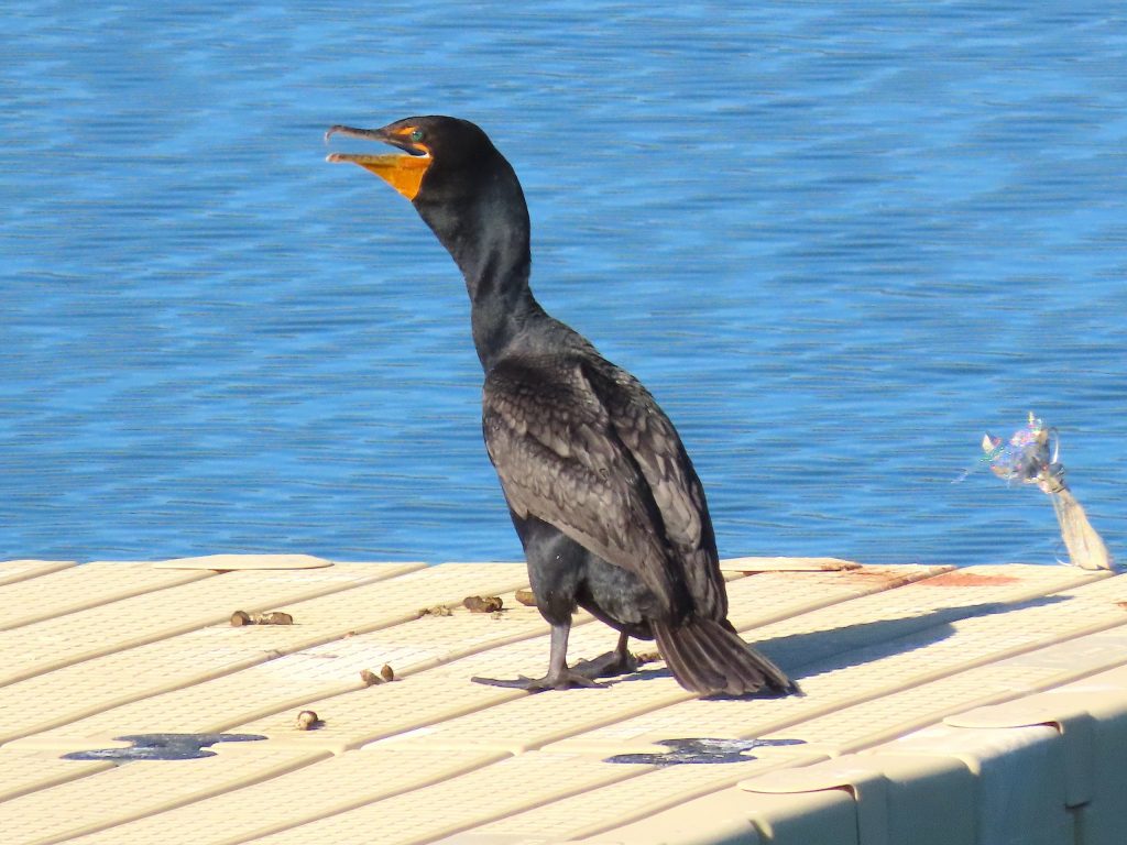 Cormorant Control services by Birdzoff